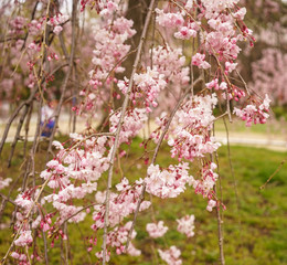 Cherry blossom in Kyoto, Japan