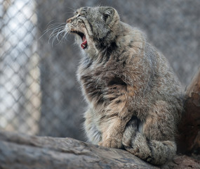 Fototapeta premium Pallas's cat (Otocolobus manul). Manul is living in the grasslands and montane steppes of Central Asia. Portrait of cute furry adult manul is sitting on the branches of a tree