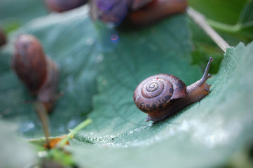 Macro shot of a land snail slithering across a leaf.
