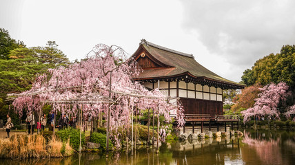 Naklejka premium Ancient wooden palace with cherry blossom