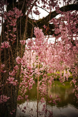 Cherry blossom in Kyoto, Japan