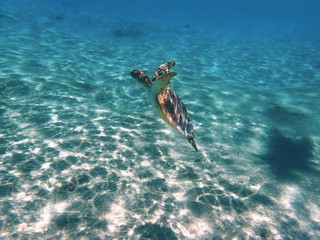 Sea turtles, sometimes called marine turtles, are reptiles of the order Testudines and of the...
