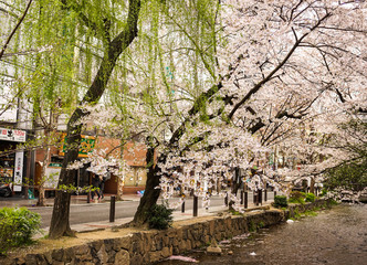 Fototapeta na wymiar Cherry blossom in Kyoto, Japan