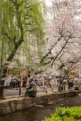 Cherry blossom in Kyoto, Japan