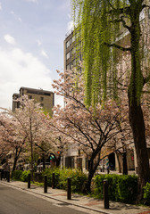 Cherry blossom in Kyoto, Japan