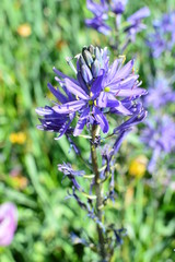 spring flowers in the garden