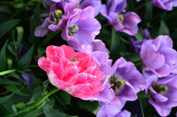 spring flowers in the garden