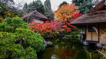 Fototapeta na wymiar Autumn garden in Kyoto, Japan