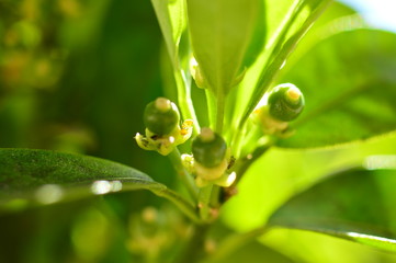 orange tree flowers macro white petals