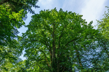huge green tree view from the ground with blue sky on top.