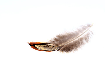 The feathers, white background