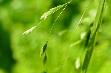 Macro of the flowers in the garden