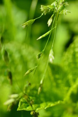 Macro of the flowers in the garden