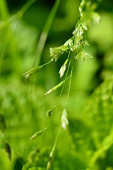 Macro of the flowers in the garden