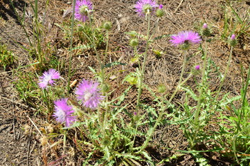 flowers in the garden