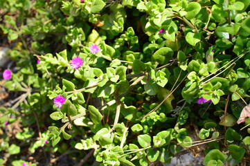 flowers in the garden