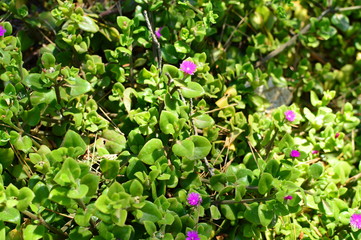 flowers in the garden
