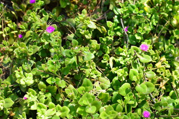 flowers in the garden