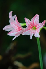 white and pink star lily are blooming
