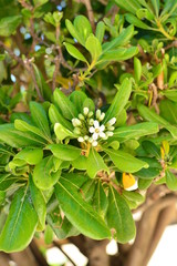 flowers in the garden