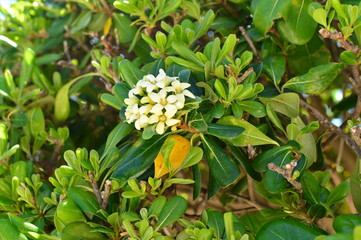 flowers in the garden