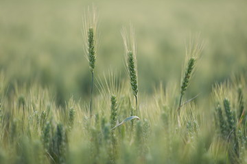 The mature wheat