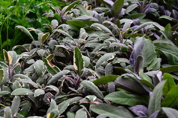 Obraz premium flowers in the field