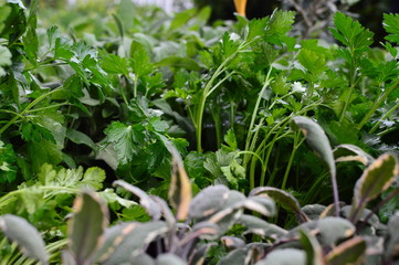 flowers in the field