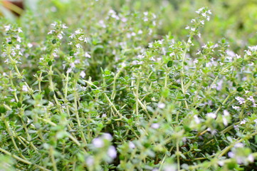 Colorful flowers in the garden
