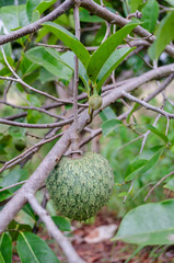 Annona Montana Fruit