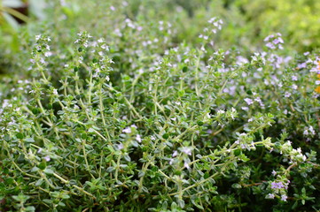 Colorful flowers in the garden