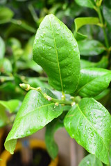 Colorful flowers in the garden