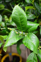 Colorful flowers in the garden