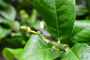 Colorful flowers in the garden