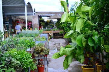potted green flowers in the garden