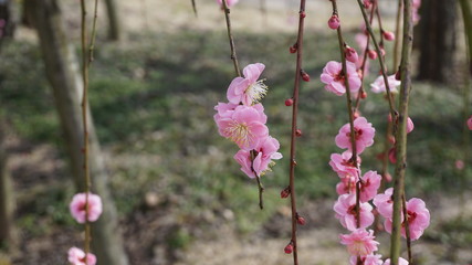 美しい梅の花に魅せられて！