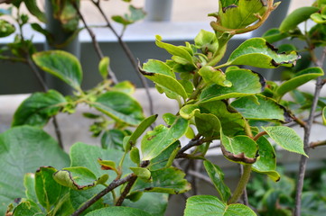 Obraz premium green plant in the garden
