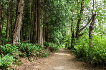 Fototapeta premium easy hiking trail in the park near Killarney Lake Bowen island british columbia.