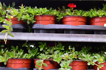 potted green flowers in the garden