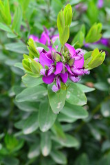 Colorful flowers in the garden