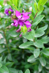 Colorful flowers in the garden