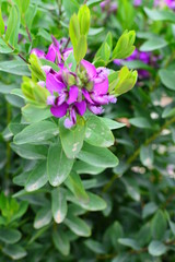 Colorful flowers in the garden