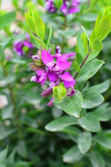 Colorful flowers in the garden