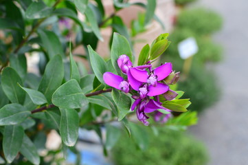 Colorful flowers in the garden