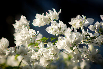 Bougainvillea