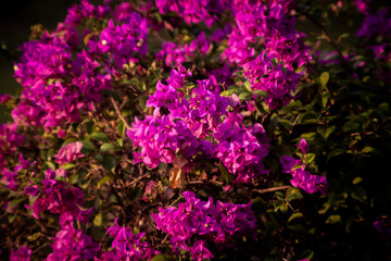 Bougainvillea	