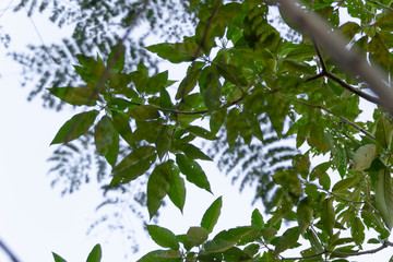 árbol de color verde, textura de la selva misionera.