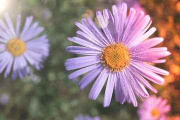 Fototapeta premium Purple flower with drops of dew on a soft blurred background.