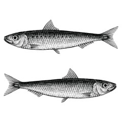 Illustration of a Sardine (pilchard) isolated on white background