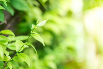 Close up of Green leaves on natural background